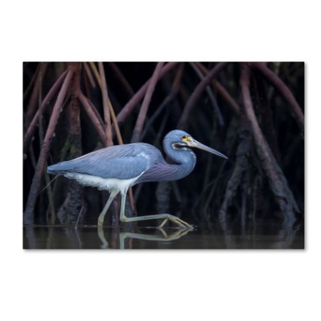 Greg Barsh 'Stalking In The Mangroves' Canvas Art,22x32